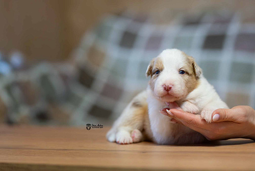 Австралийская овчарка, аусси