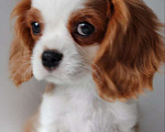 Собаки в других городах Московской области: Мальчик кавалер Кинг Чарльз спаниель Мальчик, 70 000 руб. - фото 4