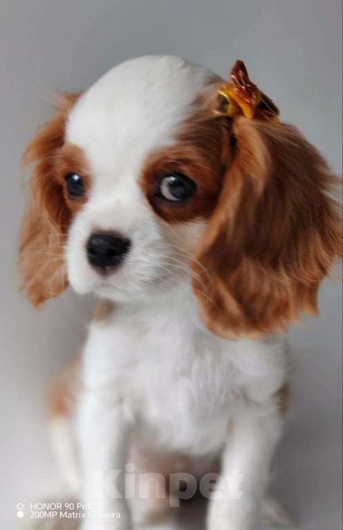 Собаки в других городах Московской области: Мальчик кавалер Кинг Чарльз спаниель Мальчик, 70 000 руб. - фото 4