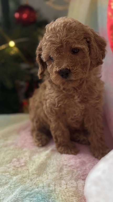 Собаки в Москве: Той -пудель мальчик абрикосовый Мальчик, 70 000 руб. - фото 5