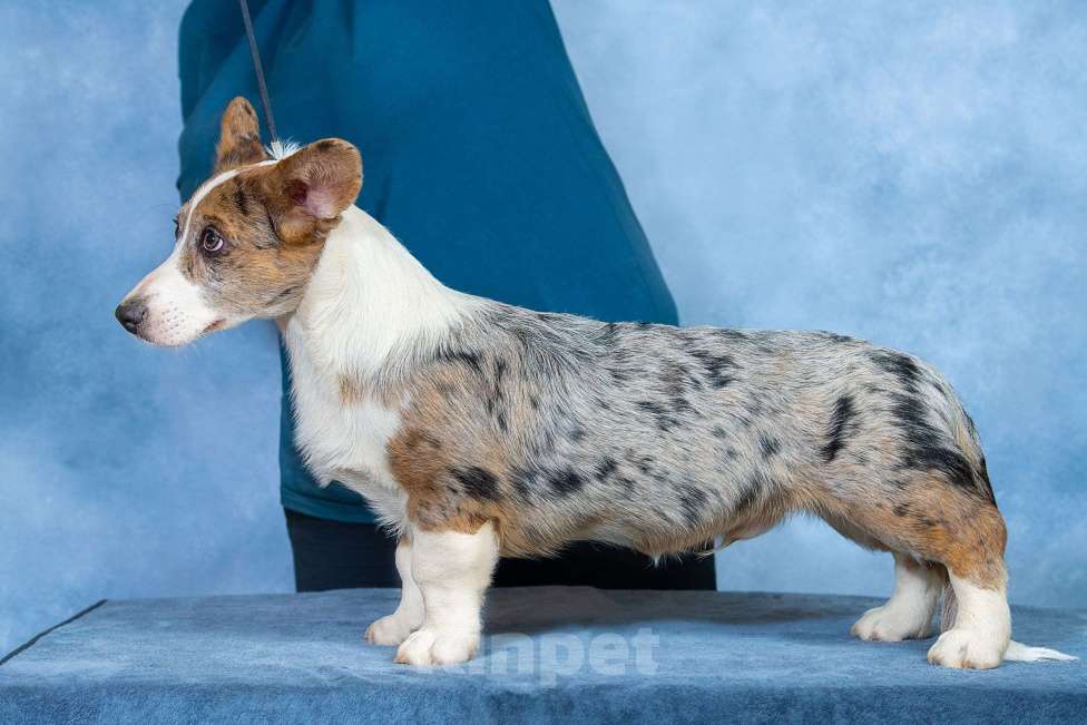 Собаки в Москве: Вельш корги кардиган щенок Мальчик, 80 000 руб. - фото 3