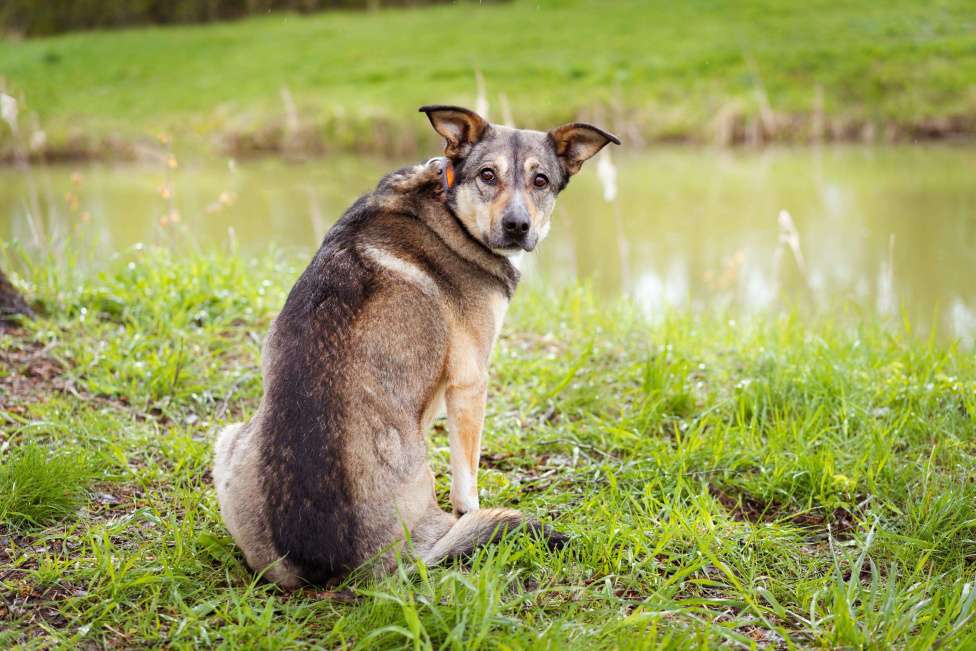 Собаки в Москве: Особенная девочка ищет дом Девочка, Бесплатно - фото 3