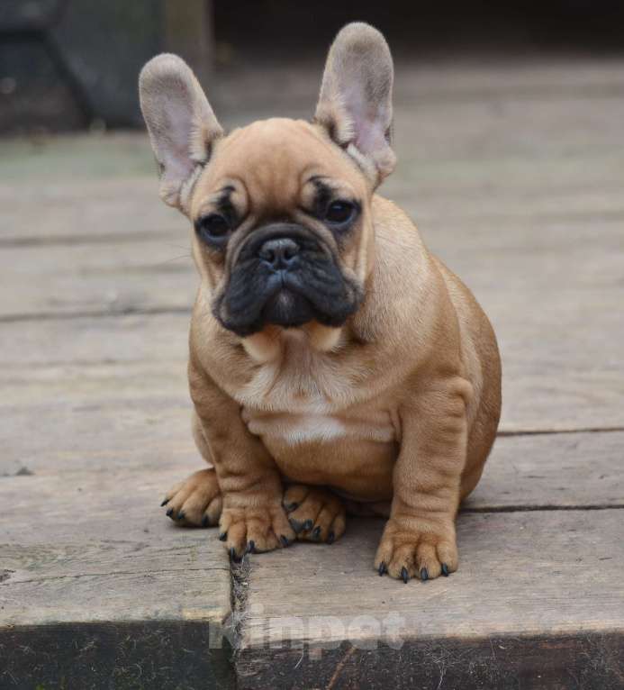 Собаки в Старом Купавне: Французский друг Мальчик, 70 000 руб. - фото 1