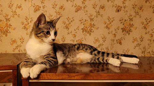 Котенок Гала в добрые руки