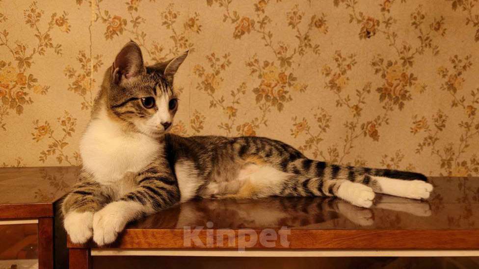 Кошки в Москве: Котенок Гала в добрые руки Девочка, Бесплатно - фото 1