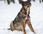 Собаки в Москве: Ласковая доверчивая Френни в поисках дома Девочка, Бесплатно - фото 3