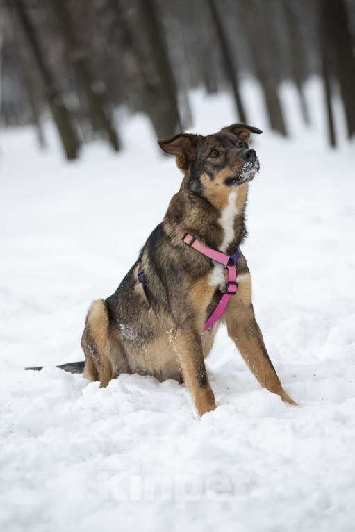Собаки в Москве: Ласковая доверчивая Френни в поисках дома Девочка, Бесплатно - фото 3