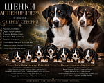 Собаки в Москве: Аппенцеллер зенненхунд, щенок Разнополые, 120 000 руб. - фото 1