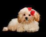 Собаки в Москве: Мальтипу мини  Девочка, Бесплатно - фото 1