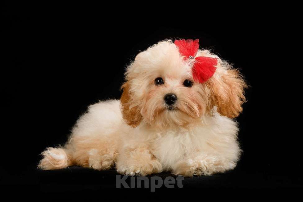 Собаки в Москве: Мальтипу мини  Девочка, Бесплатно - фото 1