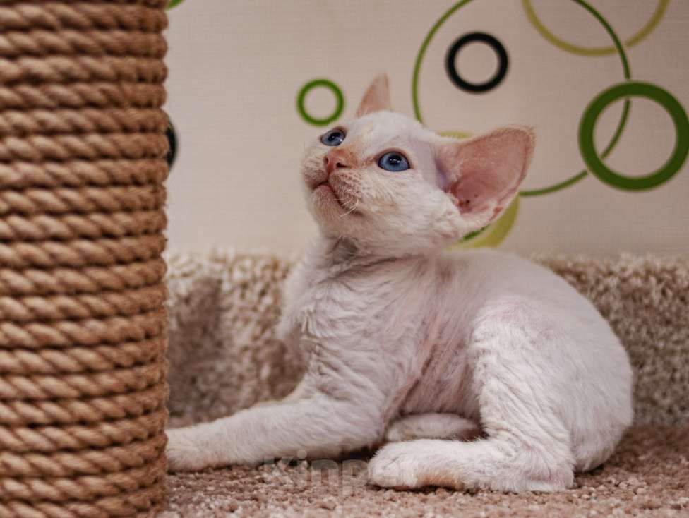 Кошки в Электростали: Мальчик Девон Рекс Мальчик, Бесплатно - фото 8