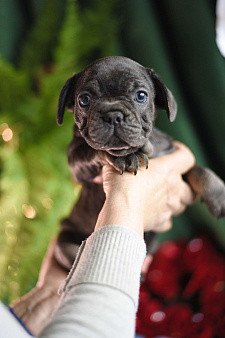 девочка голубая