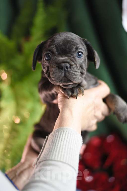 Собаки в Москве: девочка голубая Девочка, 50 000 руб. - фото 1