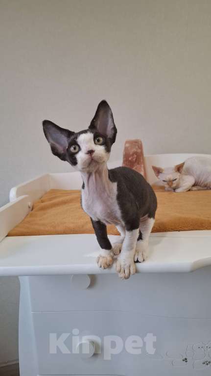 Кошки в Люберцах: Панда-малышь девон-рекс  Мальчик, 65 000 руб. - фото 4