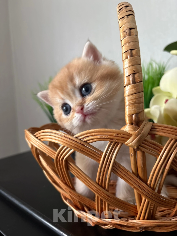 Кошки в Симферополе: Британские котята Девочка, 35 000 руб. - фото 5