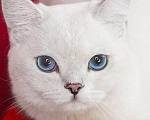 Кошки в Миассе: Котик в брид Мальчик, 50 000 руб. - фото 9