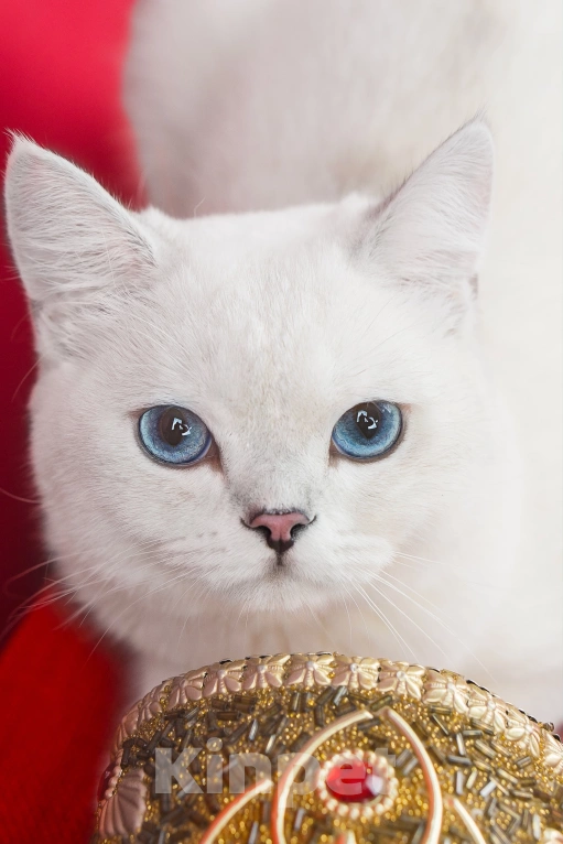 Кошки в Миассе: Котик в брид Мальчик, 50 000 руб. - фото 9