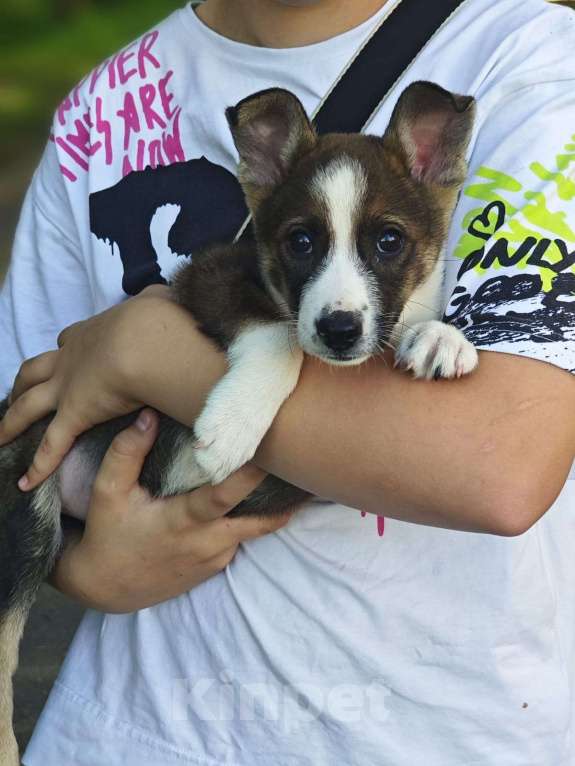 Собаки в Красногорске: Крошка Эмми 2 месяца ждет родителей  Девочка, Бесплатно - фото 5
