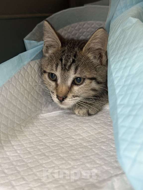 Кошки в Москве: Котенок Мегги полосатая и ласковая в добрые руки Девочка, Бесплатно - фото 2