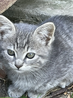 Котенок в добрый руки