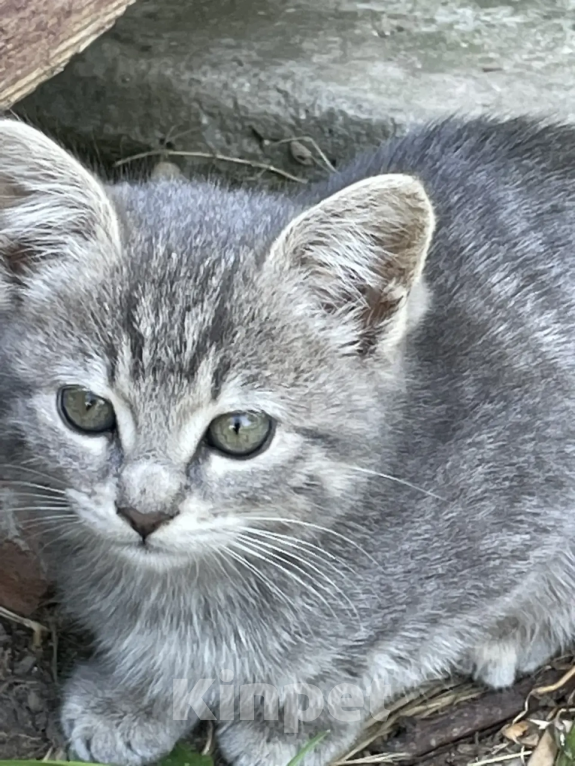 Кошки в Москве: Котенок в добрый руки Мальчик, Бесплатно - фото 1