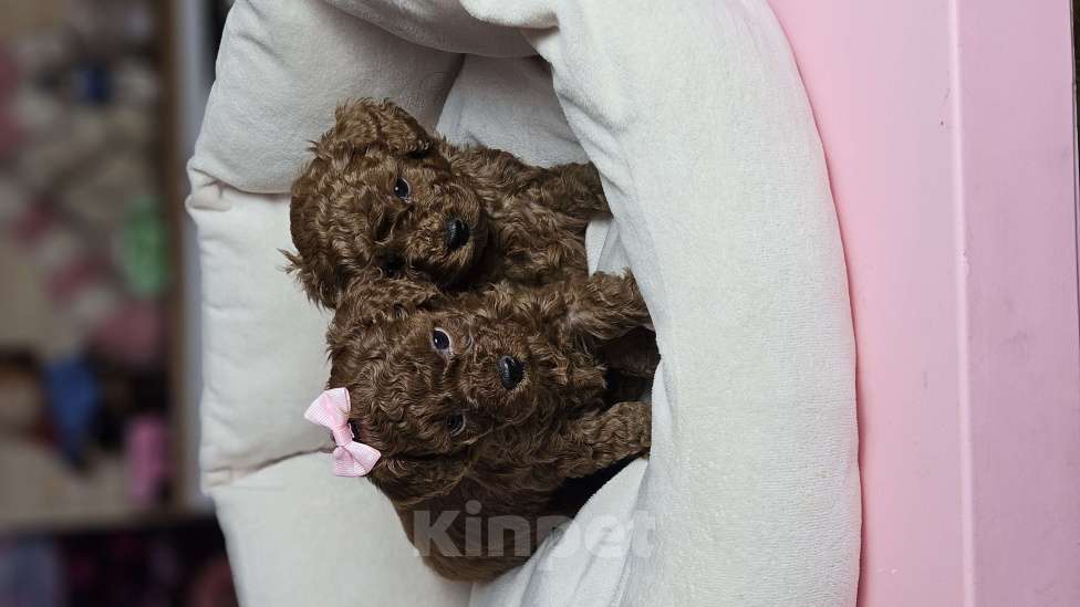 Собаки в Химках: Той-пудель щенки мальчики Мальчик, 200 000 руб. - фото 10