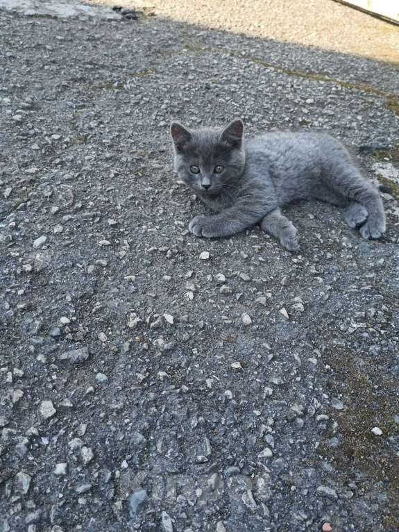Кошки в Нальчике: Великолепные котята Девочка, Бесплатно - фото 1