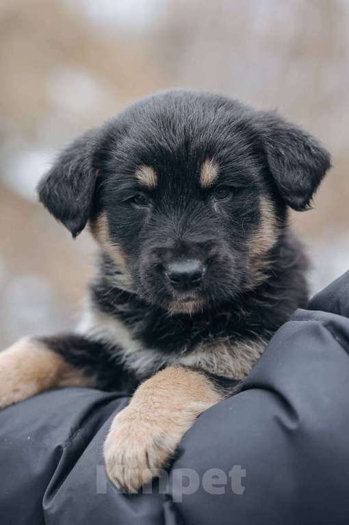 Собаки в Москве: Бакки Мальчик, Бесплатно - фото 6