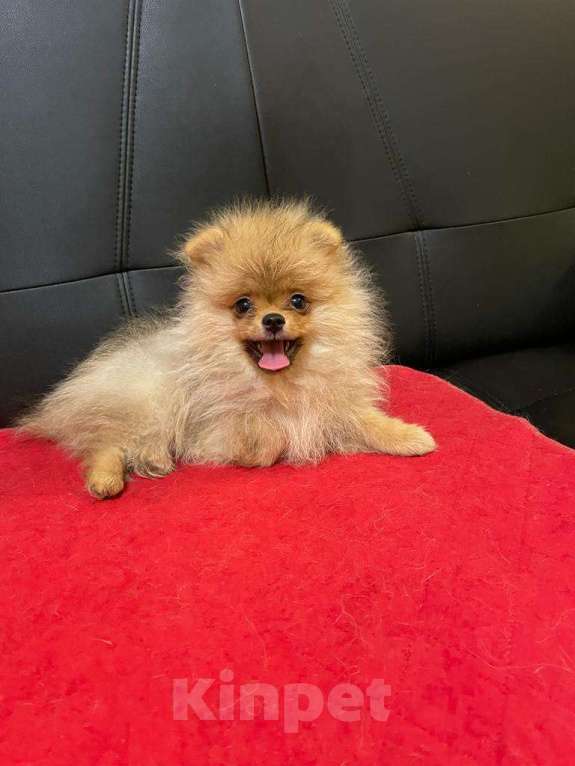 Собаки в Москве: Померанский  шпиц  - Роскошная  Малышка Девочка, 60 000 руб. - фото 3