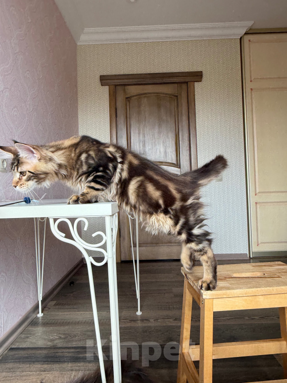 Кошки в Барнауле: Котенок мейн-куна золотой Браун Мальчик, Бесплатно - фото 4