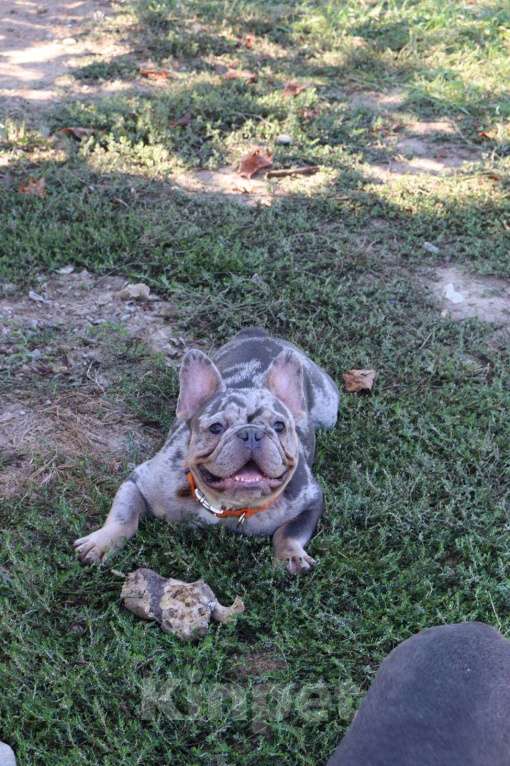Собаки в Краснодаре: Очаровательный французский джентльмен  Мальчик, Бесплатно - фото 3