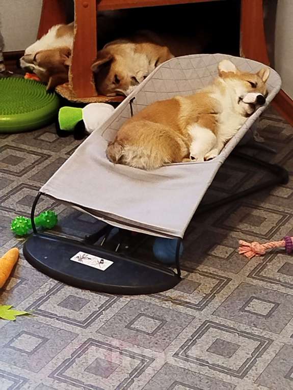 Собаки в других городах Тверской области: Щебетунья Птичка из Дома Левшовой Девочка, 50 000 руб. - фото 8