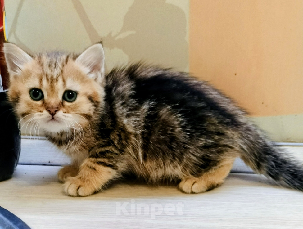 Кошки в Воронеже: Золотая мраморная девочка Девочка, 25 000 руб. - фото 4