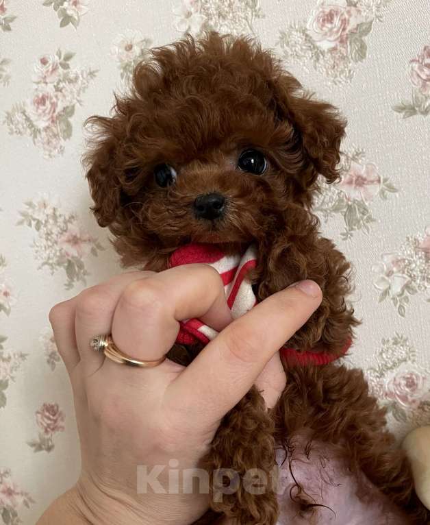 Собаки в Ижевске: Большой выбор щенков Мальтипу и той пуделя Девочка, 120 000 руб. - фото 2