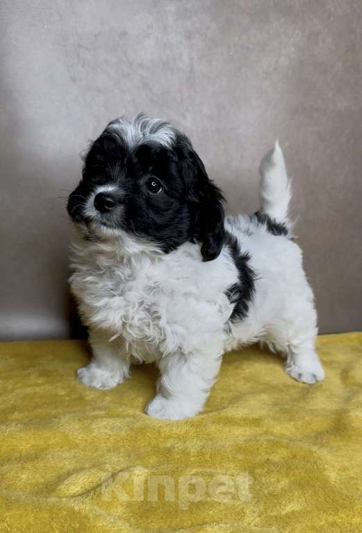 Собаки в Москве: Мальтипу- девочка. Девочка, Бесплатно - фото 3