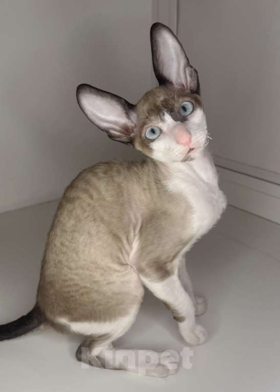 Кошки в Ростове-на-Дону: Котенок Корниш-рекс Мальчик, 45 000 руб. - фото 2