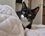 Кошки в Москве: Котенок в добрые руки Мальчик, Бесплатно - фото 5