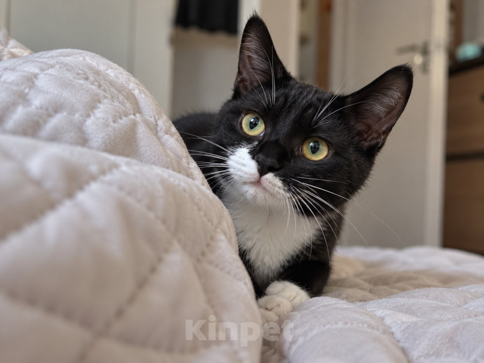 Кошки в Москве: Котенок в добрые руки Мальчик, Бесплатно - фото 5
