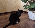 Кошки в Ставрополе: Отдам КОТЕНКА в добрые руки Мальчик, Бесплатно - фото 4