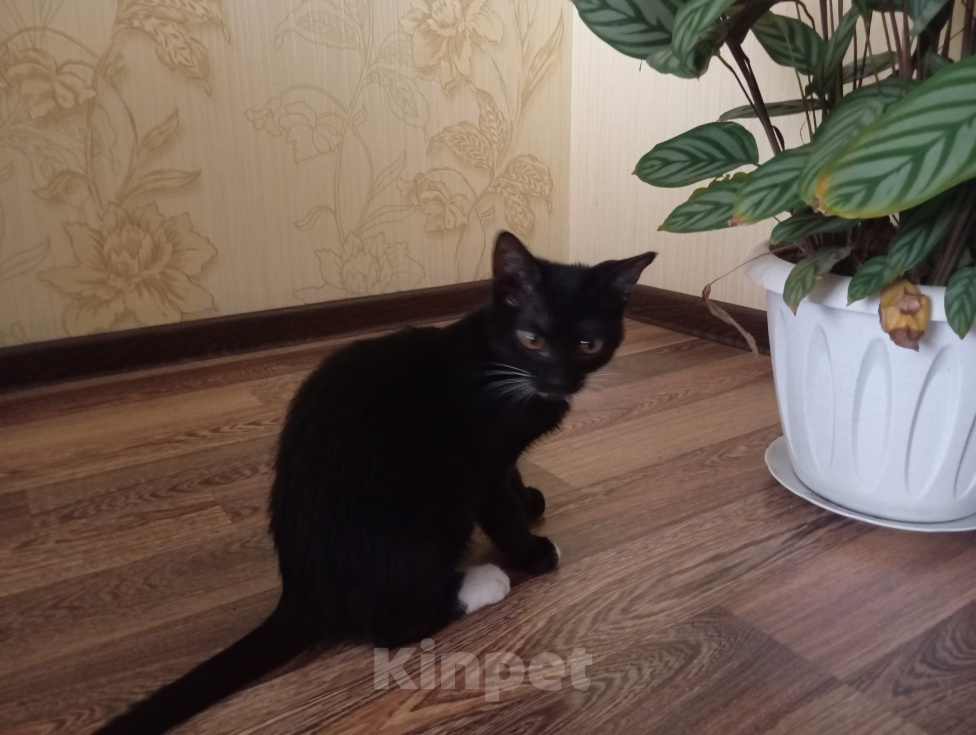Кошки в Ставрополе: Отдам КОТЕНКА в добрые руки Мальчик, Бесплатно - фото 4