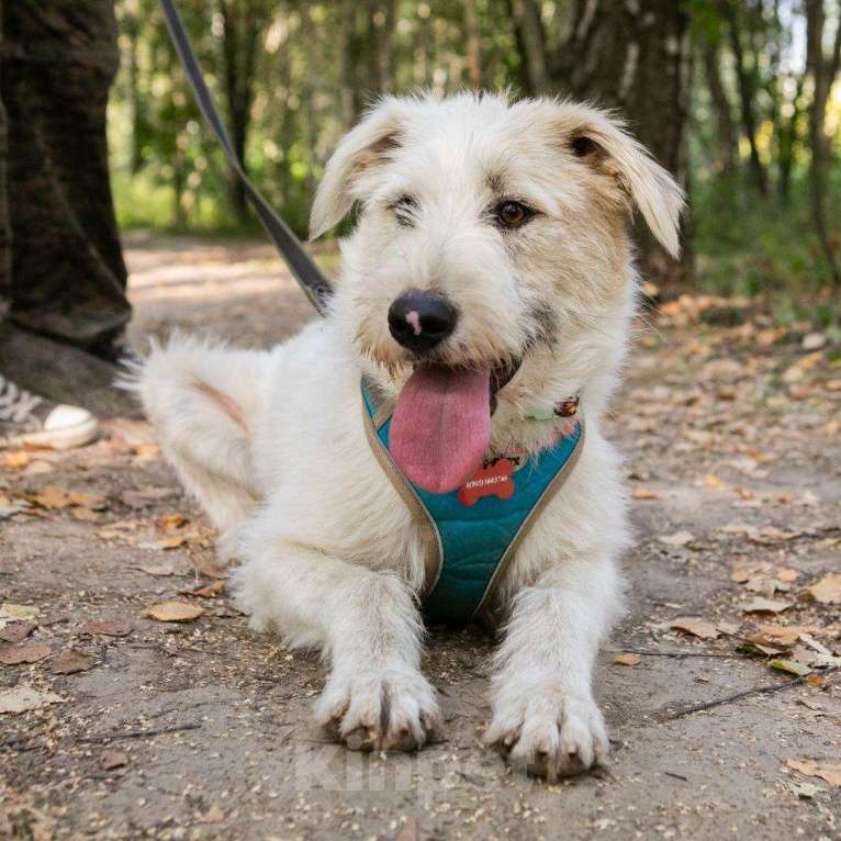 Собаки в Москве: Плюша Девочка, Бесплатно - фото 2