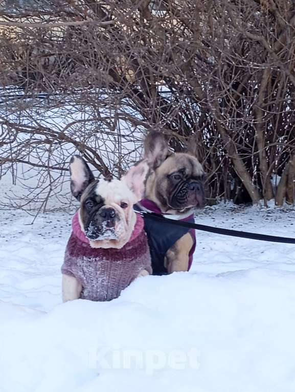 Собаки в Санкт-Петербурге: Красивый мальчик Мальчик, Бесплатно - фото 3