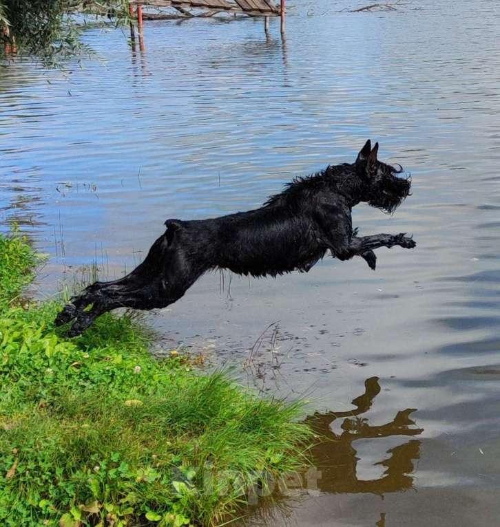 Собаки в других городах Башкортостана: Ризеншнауцер Девочка, Бесплатно - фото 2