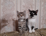 Кошки в Дедовске: К лотку приучены ,кушаю все Девочка, Бесплатно - фото 1
