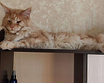 Кошки в Москве: Вязка с мейн-куном, 5 000 руб. - фото 1