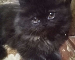 Кошки в Ковровом: Продаю котят персов. Мальчик, 3 000 руб. - фото 4
