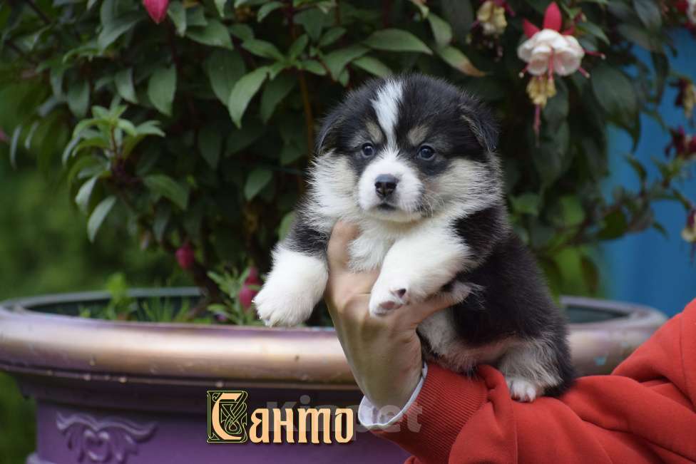 Собаки в Москве: Щенки Вельш Корги Пемброк Девочка, 45 000 руб. - фото 4