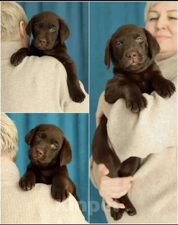 Собаки в Кондрово: Лабрадор ретривер Девочка, Бесплатно - фото 5