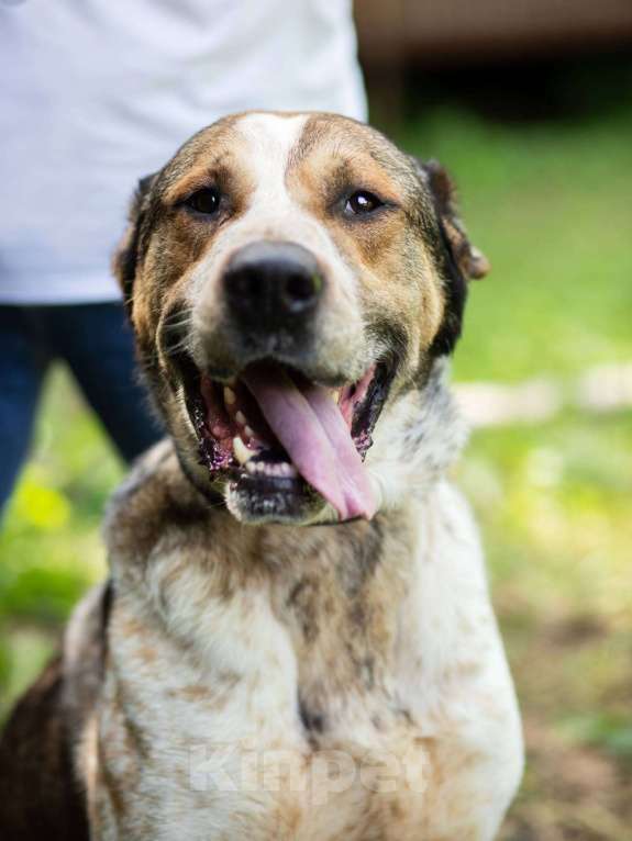 Собаки в Москве: Брэм Мальчик, Бесплатно - фото 2