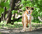 Собаки в Москве: Пожилая собака в добрые руки Девочка, Бесплатно - фото 6